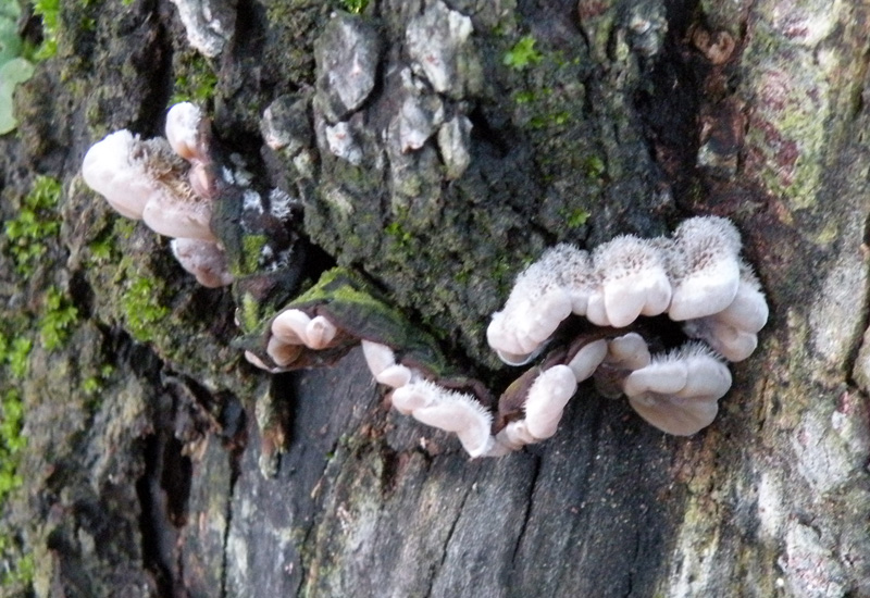 Aphyllophorales in giardino